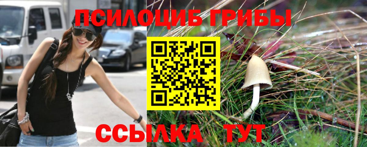 Псилоцибиновые грибы Psilocybine cubensis Всеволожск